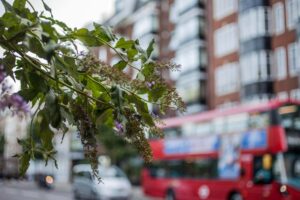 What Is a Tree Report and Why Do You Need One in London?