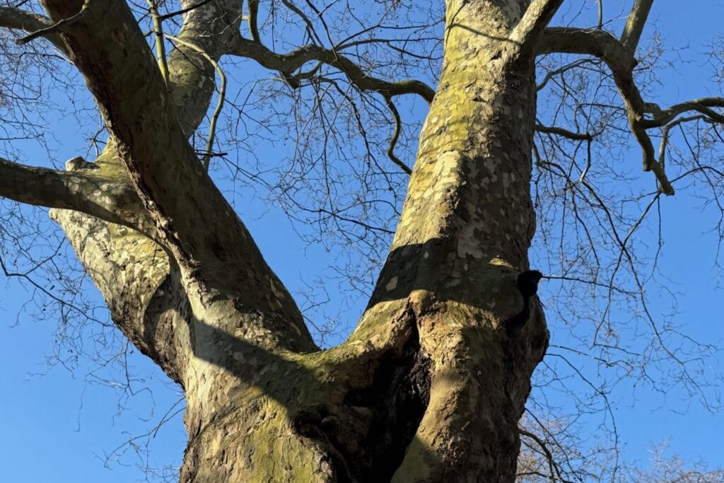 Comprehensive Tree Survey and Decay Detection in Lambeth