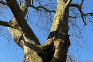 Comprehensive Tree Survey and Decay Detection in Lambeth