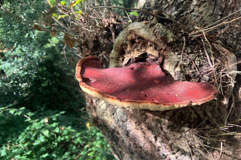 Tree Decay Detection Equipment