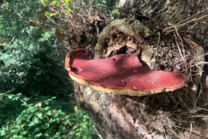 Tree Decay Detection Equipment