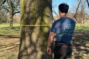 Understanding Why A Tree Survey Matters