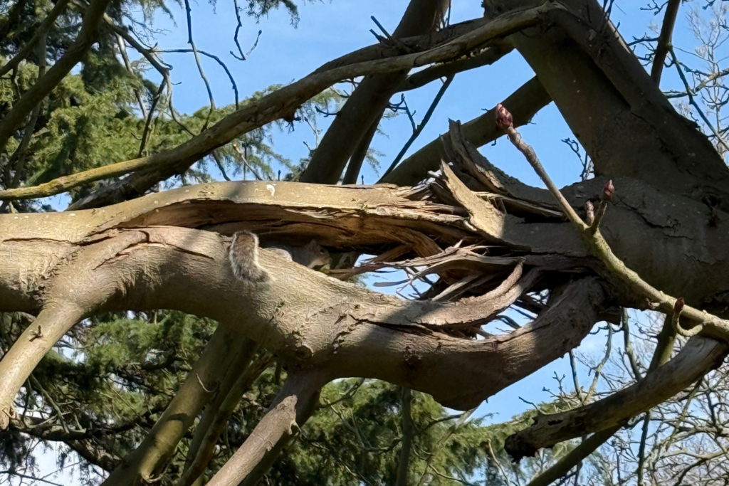 Tree Condition Report – A Complete Guide to Assessing Tree Health and Structure