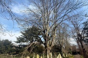 Tree Condition Report – A Complete Guide to Assessing Tree Health and Structure