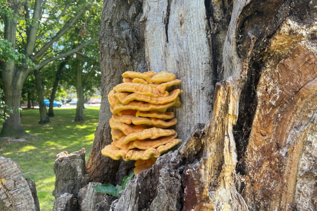 Chicken of the wood fungi on decaying oak tree