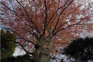 Tree condition report, tree survey UK.