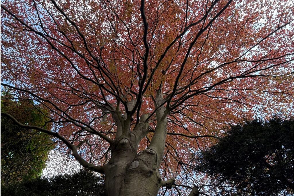 What Is a Tree Condition Report?