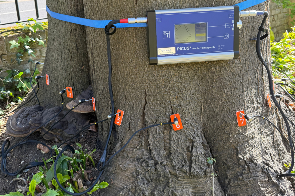 Tree Decay Investigation Using PICUS and Resistograph Drill