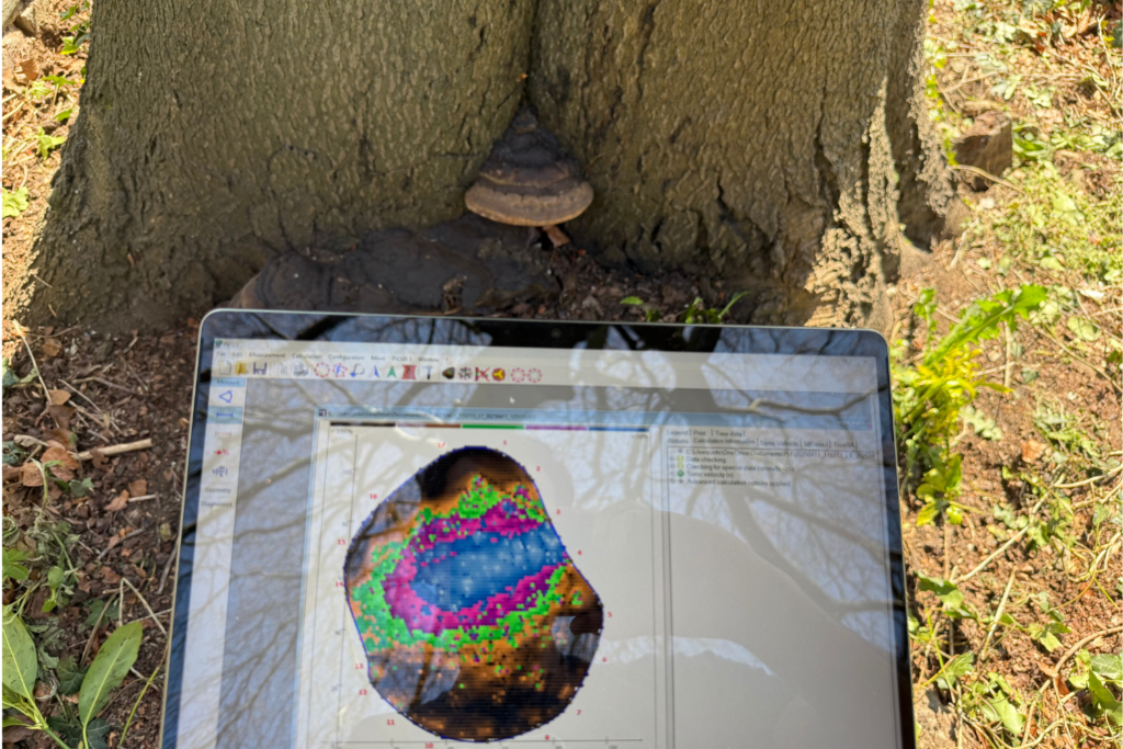 Tree Decay Investigation Using PICUS and Resistograph Drill