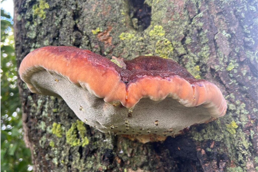 What Is a Tree Condition Report?