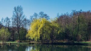 BS5837 Tree Surveys Explained for London Planning Applications