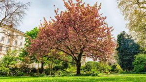 When Do You Need a Tree Survey in London A Guide for Property Owners